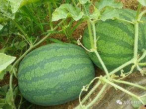 朝陽吃瓜網(wǎng),揭秘娛樂圈最新熱點，帶你領(lǐng)略明星幕后故事